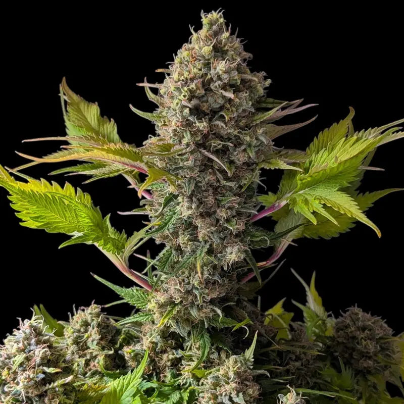 Alien cheddar mintz terpyz upcoming strains