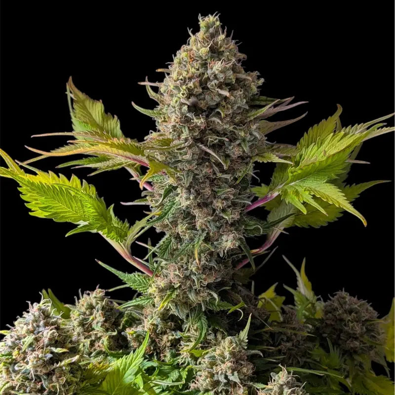 Alien cheddar mintz terpyz upcoming strains