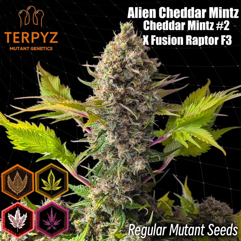 Alien cheddar mintz terpyz upcoming strains