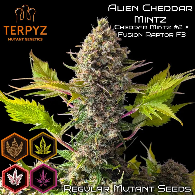 Alien cheddar mintz terpyz mutant cannabis seeds