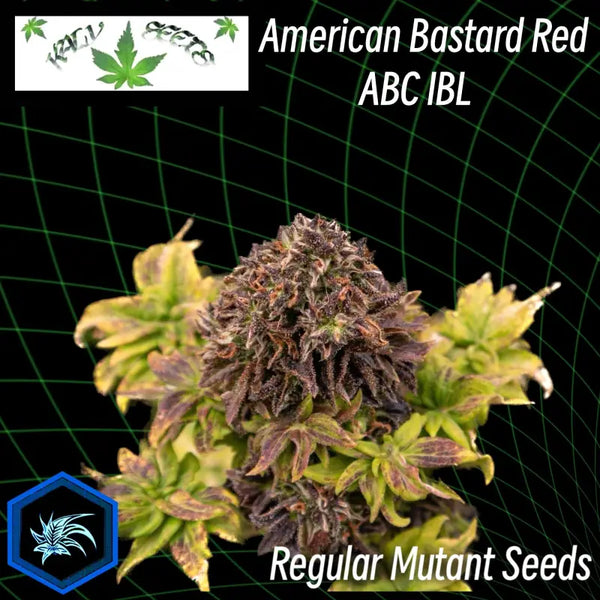 American bastard red -reg kalyseeds australian cannabis