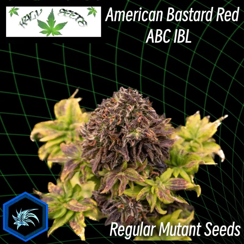 American bastard red -reg kalyseeds australian cannabis
