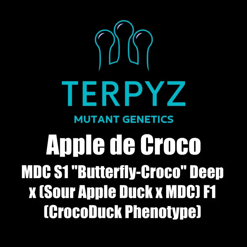Apple de croco *150€ free seeds - in stock* terpyz mutant