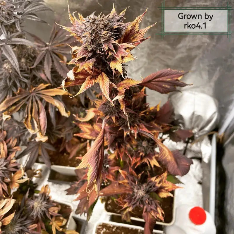 Apricot roses mutant mix kalyseeds cannabis seeds sold out!