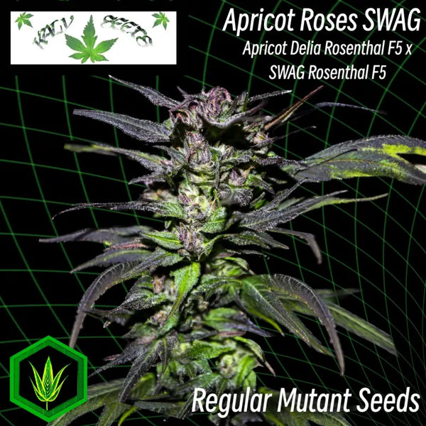 Apricot roses swag - reg kalyseeds cannabis seeds mutant