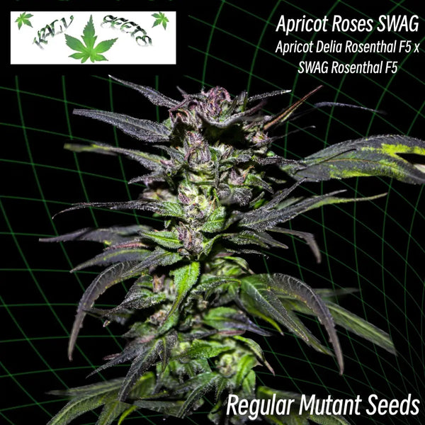 Apricot roses swag ’smooth-edged webbed leaves’