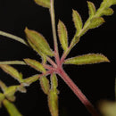 Banana chem freak© fern-type reg terpyz mutant genetics