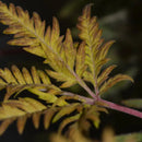 Banana chem freak© fern-type reg terpyz mutant genetics