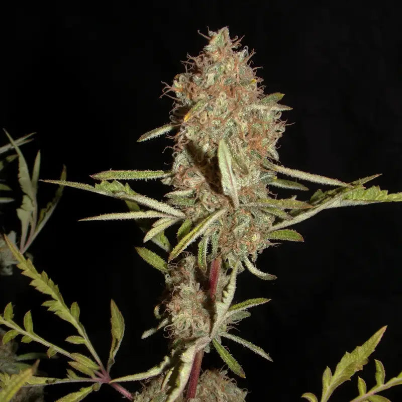 Banana chem freak© fern type reg terpyz mutant genetics