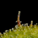 Banana chem freak© fern-type reg terpyz mutant genetics