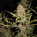 Banana chem freak© fern-type reg terpyz mutant genetics