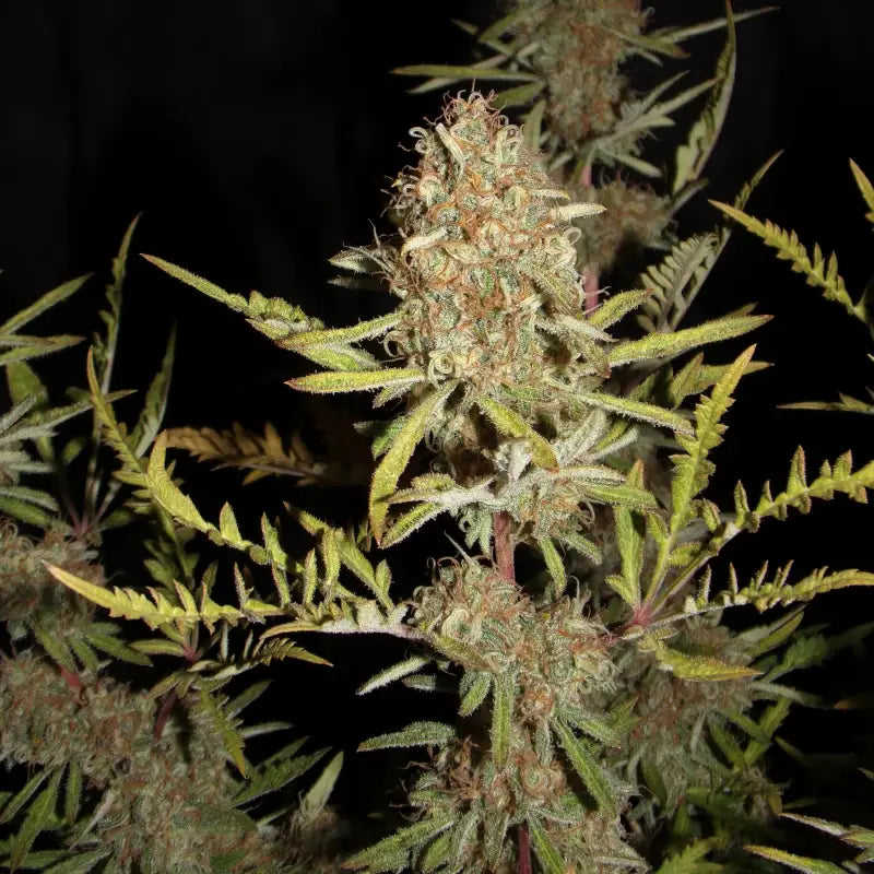 Banana chem freak© fern type reg terpyz mutant genetics