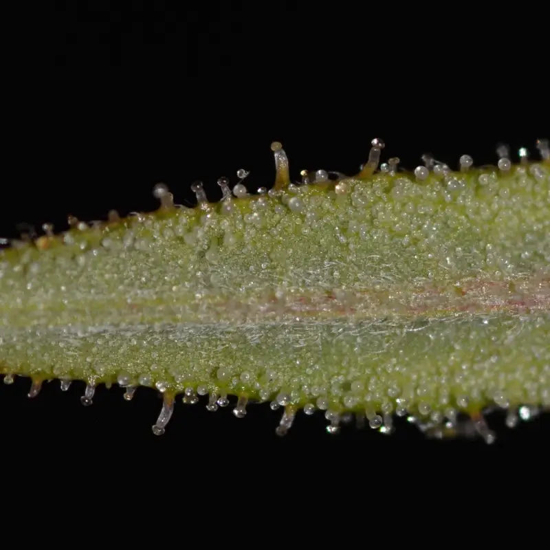 Banana chem freak© fern type reg terpyz mutant genetics