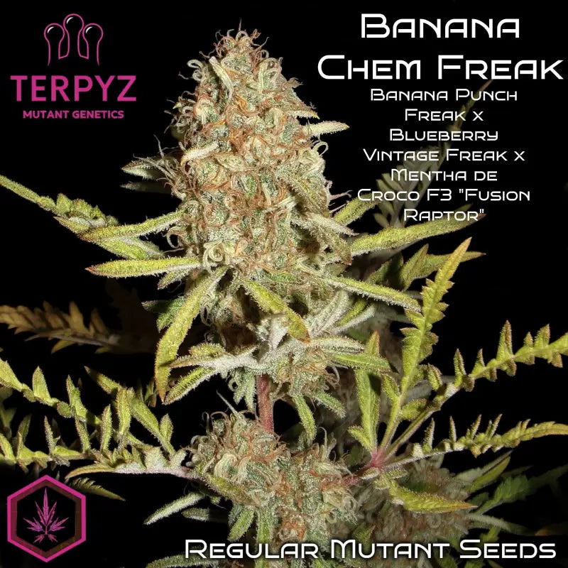 Banana chem freak© fern type reg terpyz mutant genetics