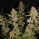 Banana chem freak© fern-type reg terpyz mutant genetics