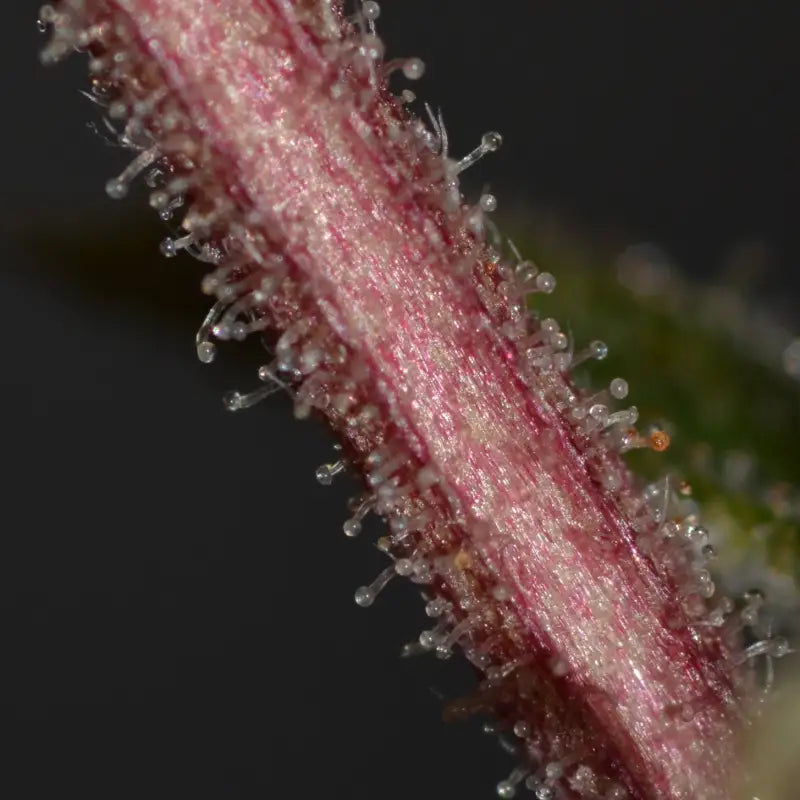 Banana chem freak© fern type reg terpyz mutant genetics