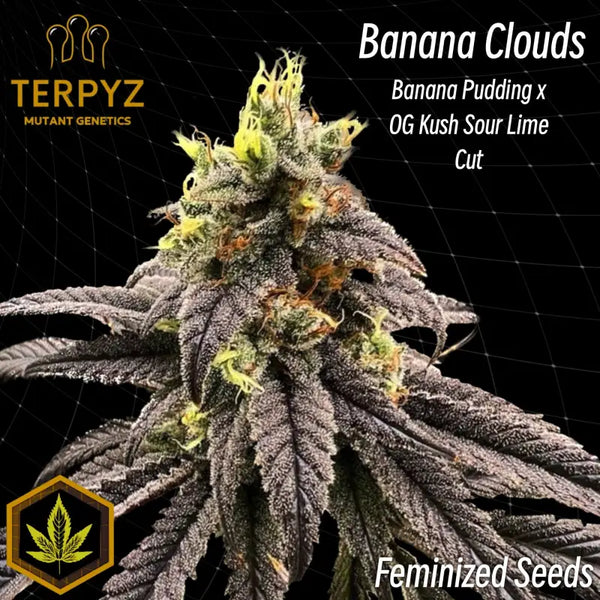Banana clouds© fem terpyz feminized seeds feminised cannabis