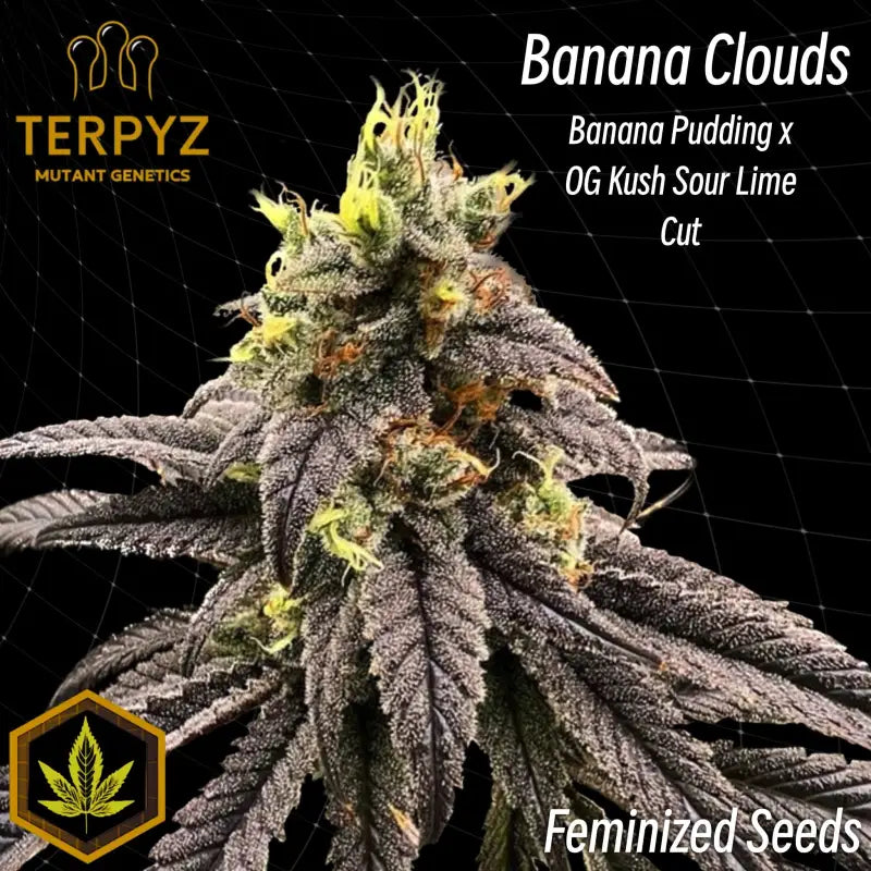 Banana clouds© fem terpyz feminized cannabis seeds feminised