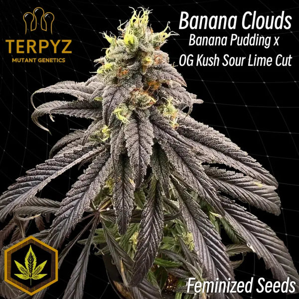 Banana clouds© fem terpyz feminized cannabis seeds feminised