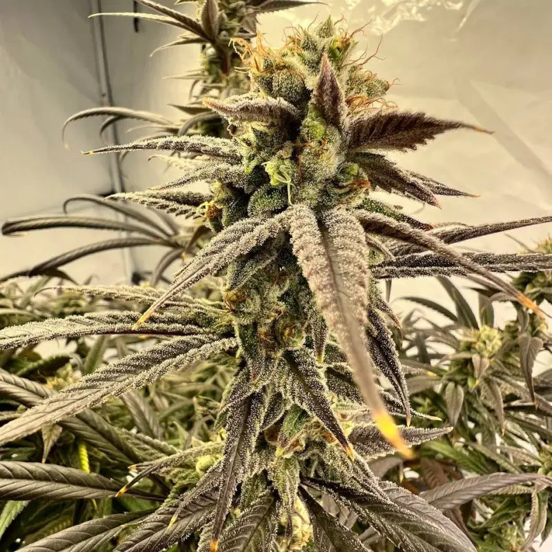 Banana clouds© fem terpyz feminized cannabis seeds feminised