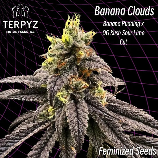 Banana clouds (feminized cannabis seeds) terpyz feminized