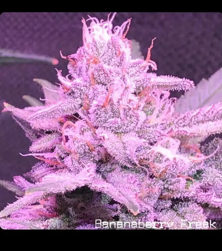 Bananaberry freak v1 cannabis research company mutant seeds