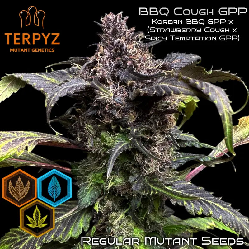 Bbq cough gpp terpyz mutant genetics cannabis seeds