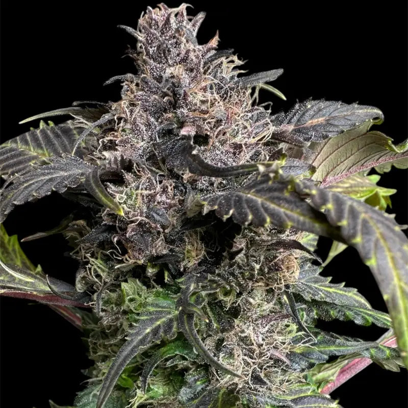 Bbq cough gpp terpyz mutant genetics cannabis seeds