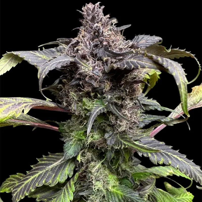 Bbq cough gpp terpyz mutant genetics cannabis seeds