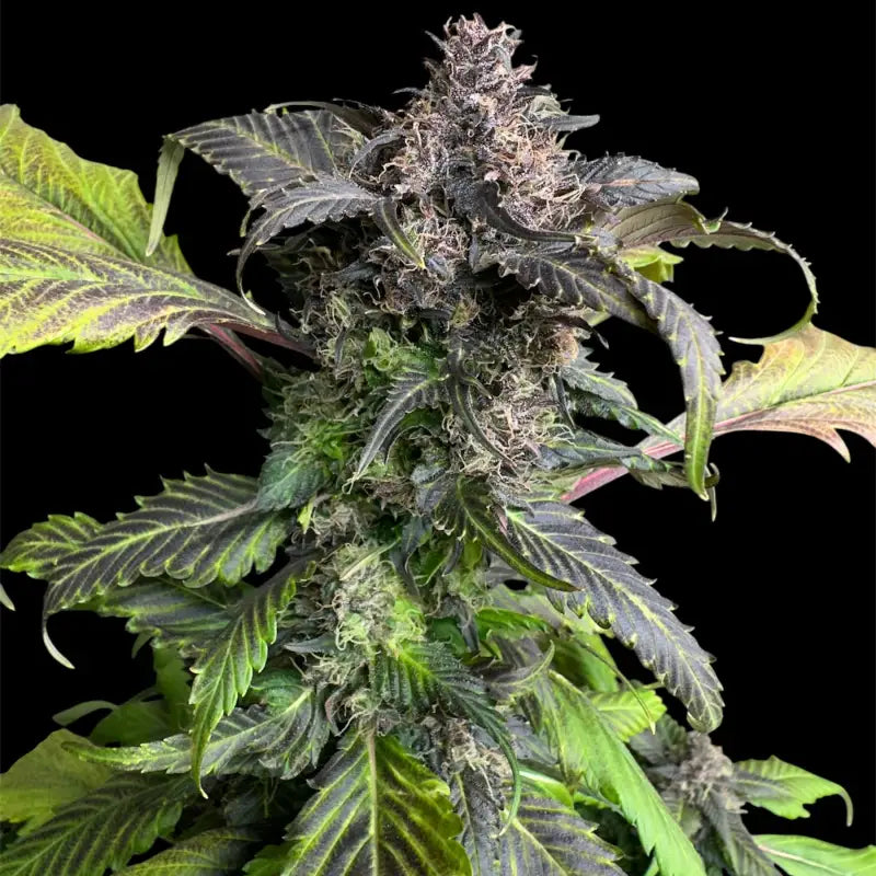 Bbq cough gpp terpyz mutant genetics cannabis seeds