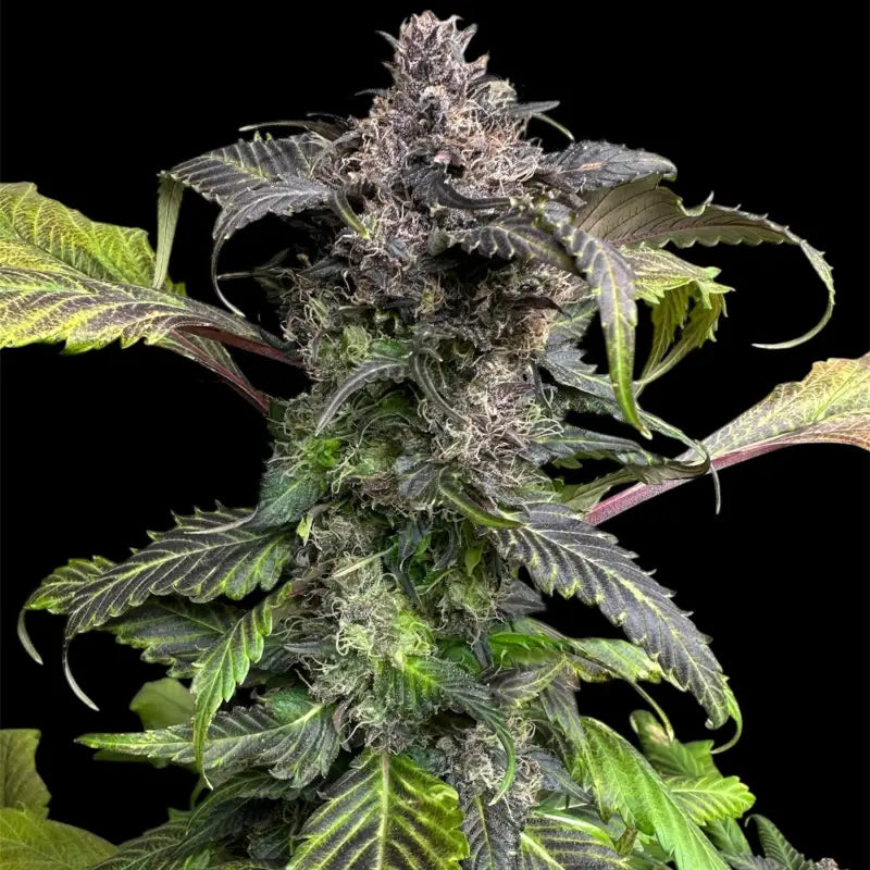 Bbq cough gpp terpyz mutant genetics cannabis seeds