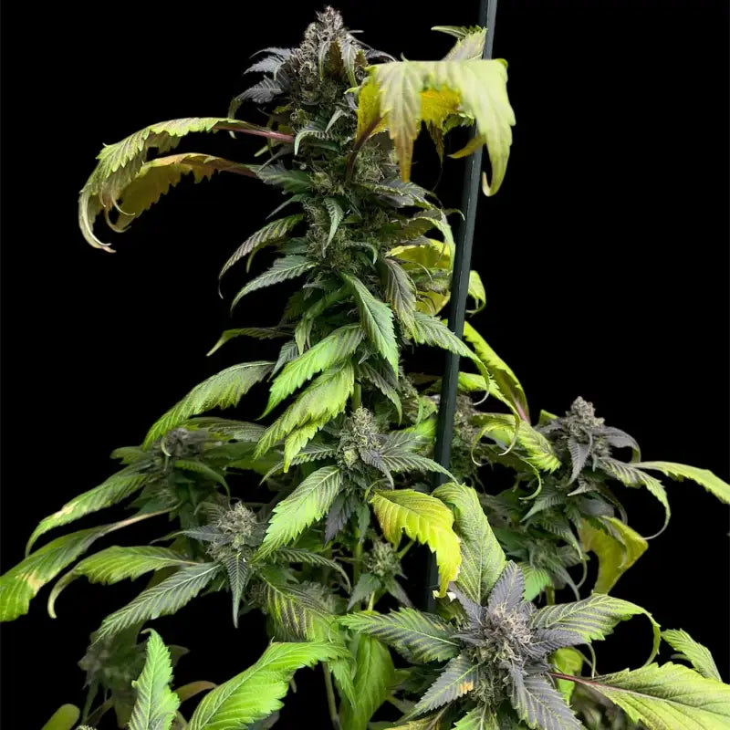 Bbq cough gpp terpyz mutant genetics cannabis seeds
