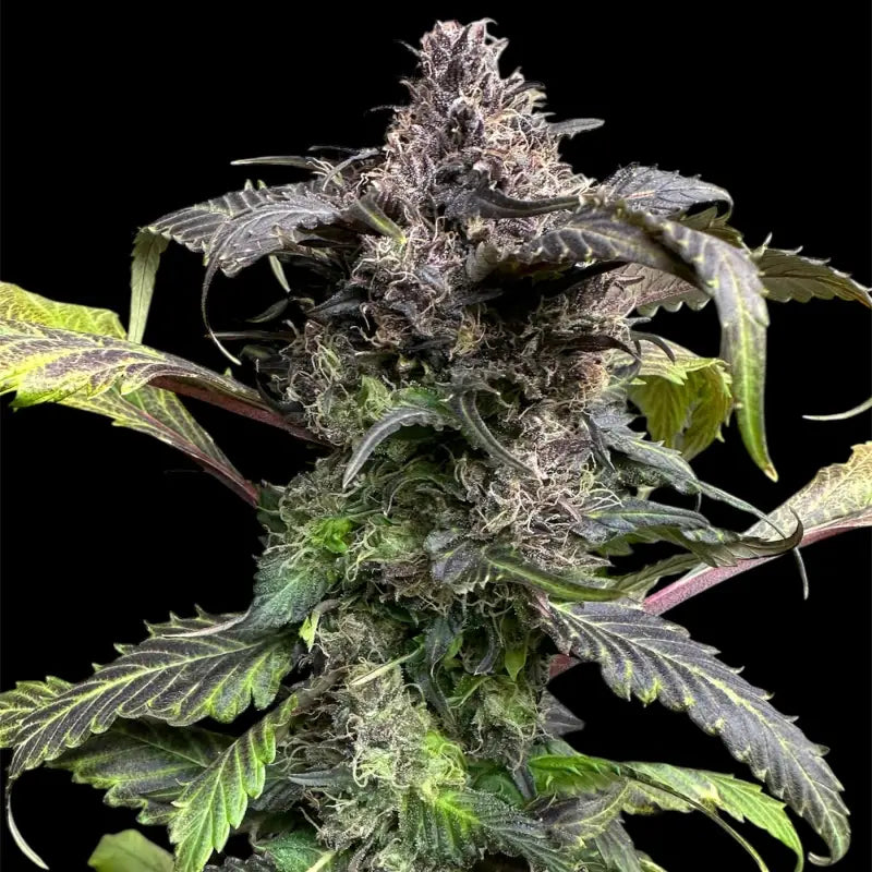 Bbq cough gpp terpyz mutant genetics cannabis seeds