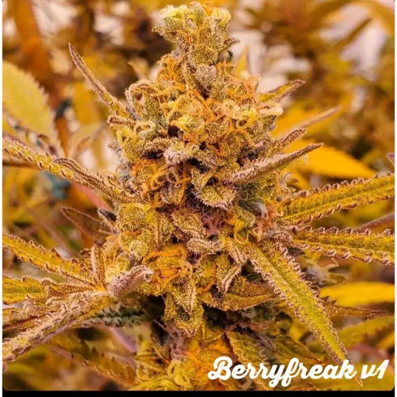 Berryfreak f3 v1 cannabis research company mutant seeds
