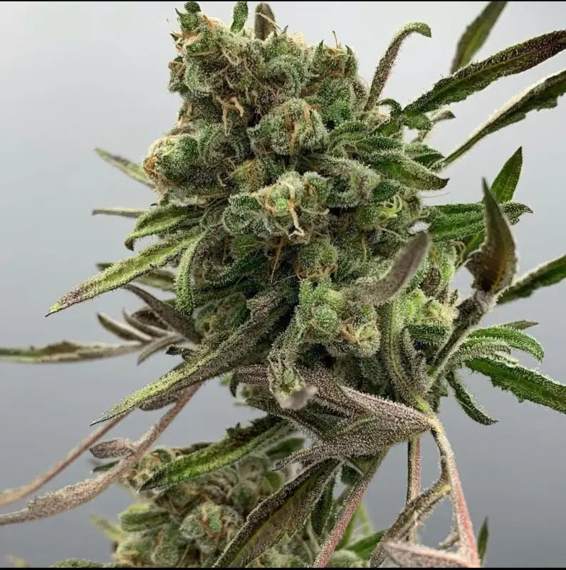Berryfreak v2 (regular mutant cannabis seeds) research