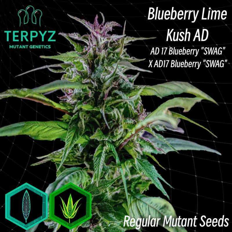 Blueberry lime kush© mutant reg terpyz genetics cannabis