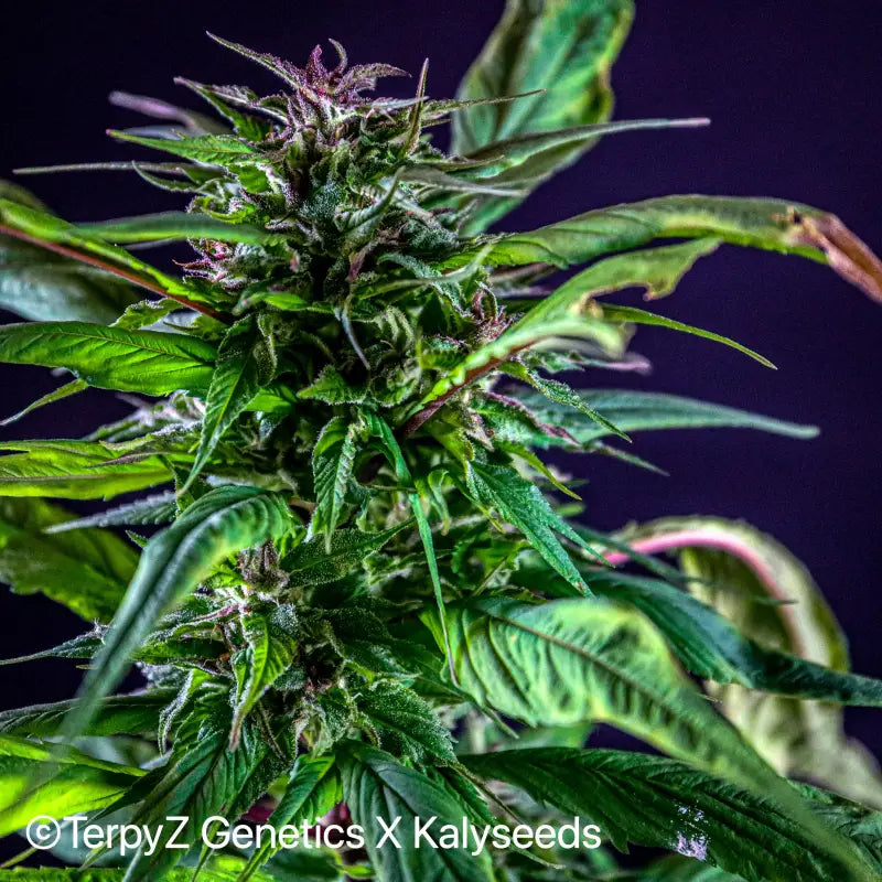 Blueberry lime kush© mutant reg terpyz genetics cannabis