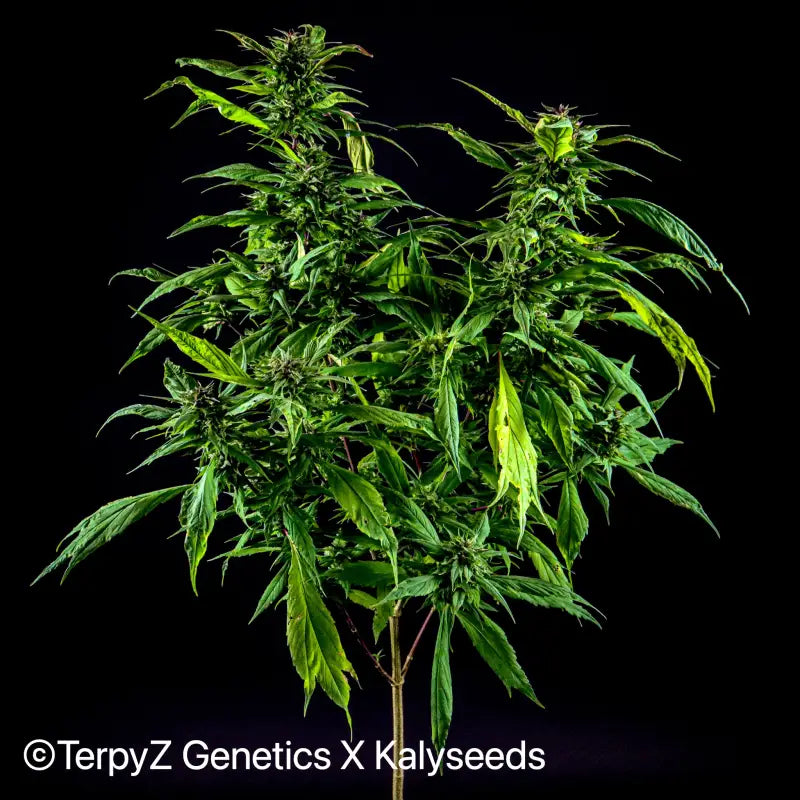 Blueberry lime kush© mutant reg terpyz genetics cannabis