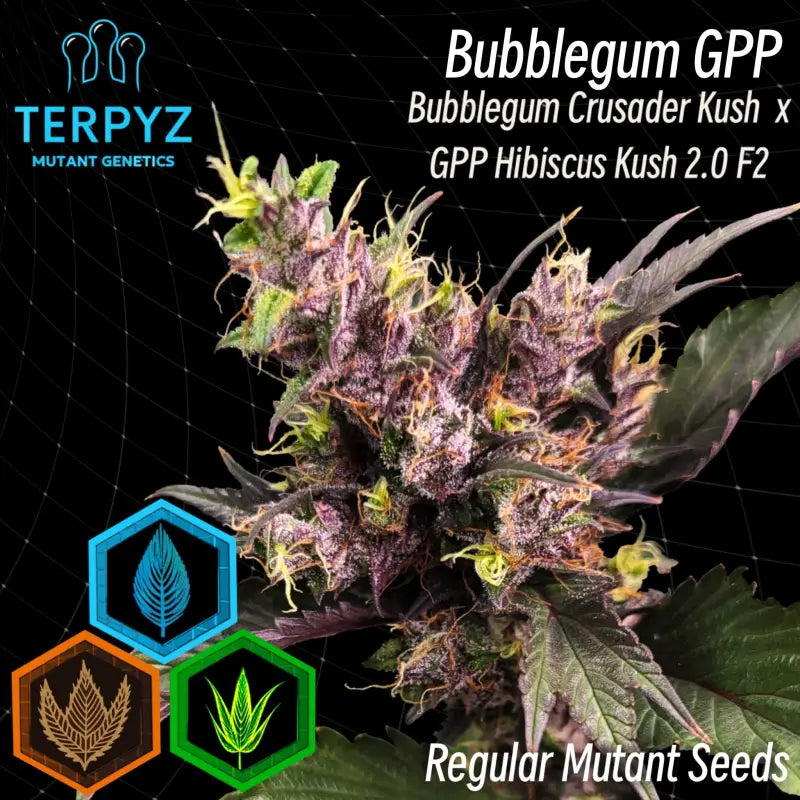 Bubblegum gpp© mutant reg terpyz genetics cannabis seeds