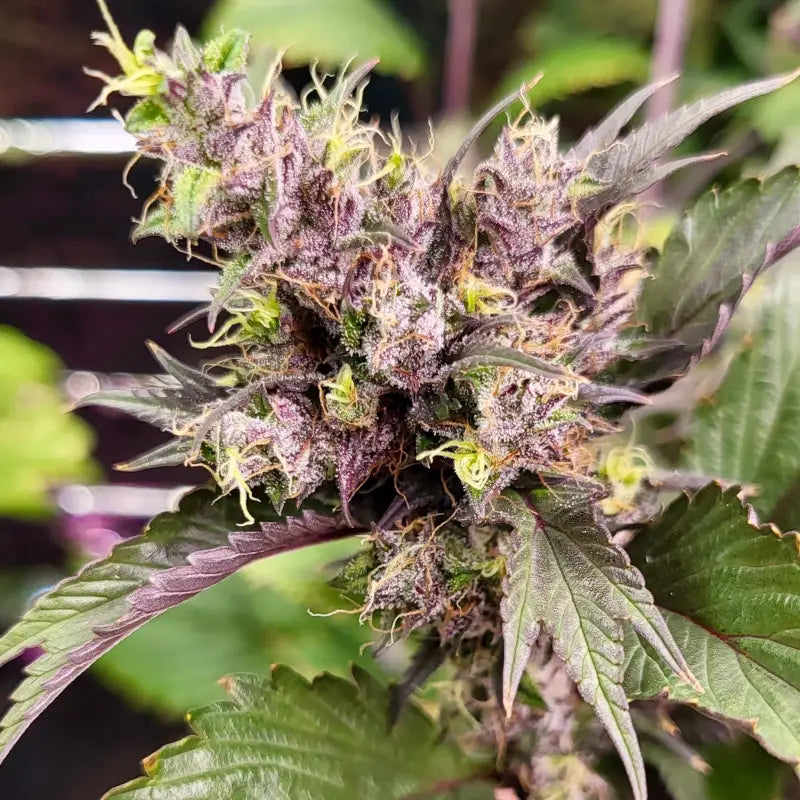 Bubblegum gpp© mutant reg terpyz genetics cannabis seeds
