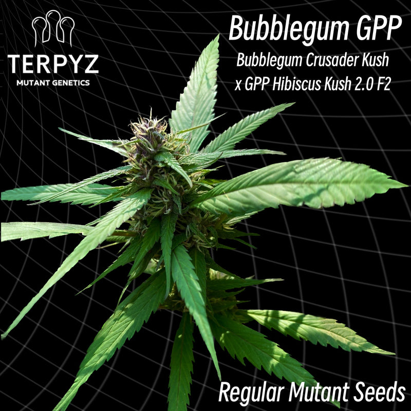 Bubblegum gpp (regular mutant cannabis seeds) terpyz
