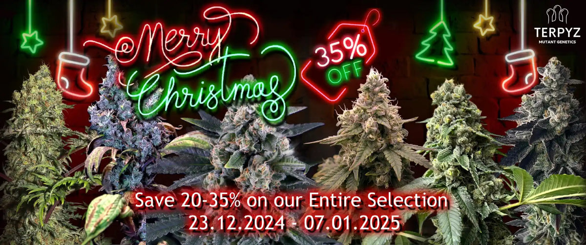 Cannabis plants displayed under festive neon Christmas lights and decorations.