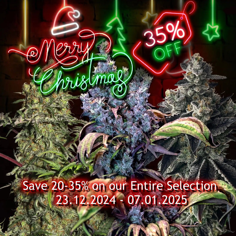 Cannabis plants displayed under festive neon Christmas signage advertising a holiday sale.