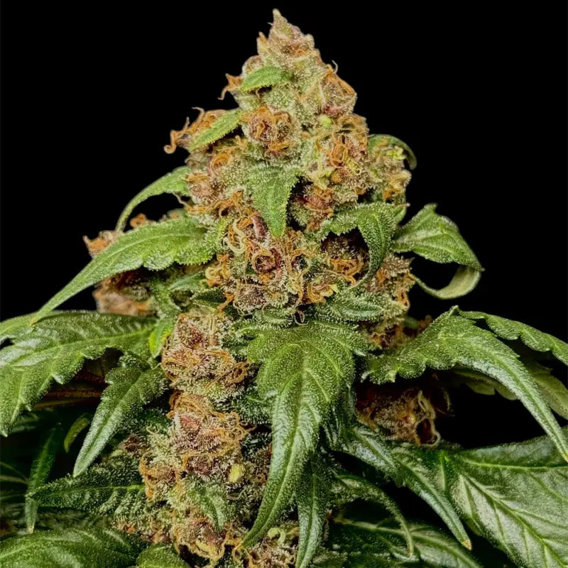 Cbg gpp terpyz upcoming strains