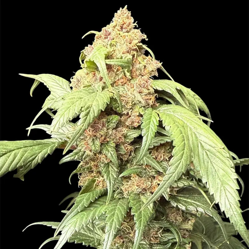 Cbg gpp terpyz upcoming strains