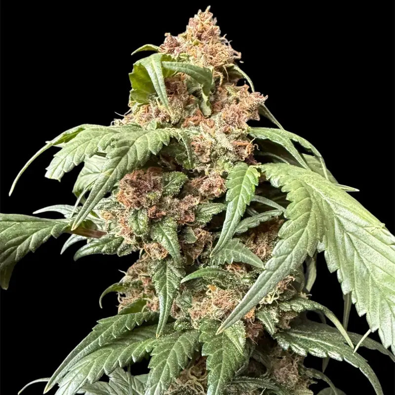 Cbg gpp terpyz upcoming strains