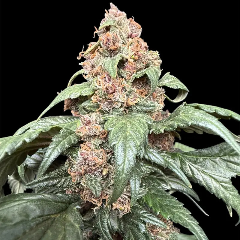 Cbg gpp terpyz upcoming strains