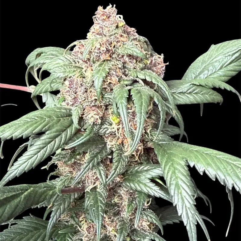 Cbg gpp terpyz upcoming strains