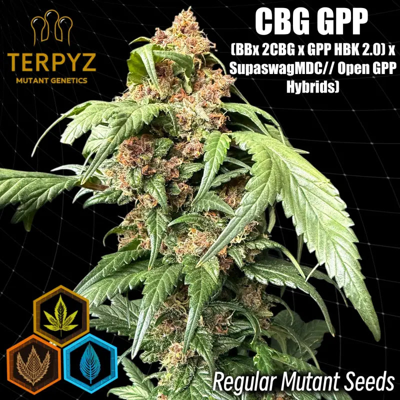 Cbg gpp terpyz upcoming strains