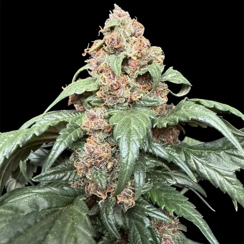 Cbg gpp terpyz upcoming strains